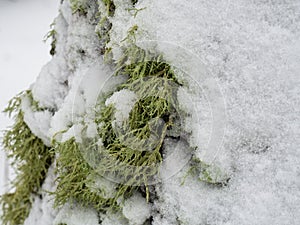 Ramalina lichen covered with snow photo