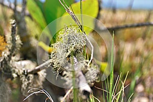 Ramalina sorediantha Nyl. on the branch of the bush on the beach