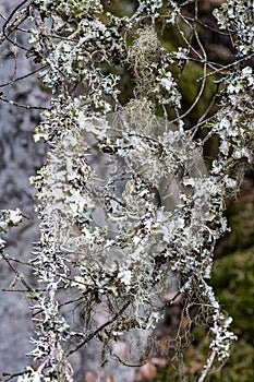 Ramalina or Strap Lichen