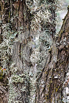 Ramalina or Strap Lichen