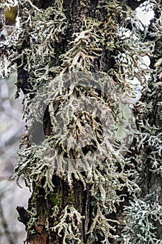 Ramalina or Strap Lichen