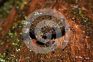 Ramanella mormorata, Indian dot frog, marbled ramanella is a species of narrow-mouthed frog endemic to the Western Ghats of southw