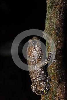 Ramanella mormorata  a species of narrow-mouthed frog endemic to the Western Ghats photo