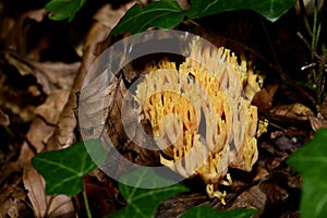 Ramaria aurea is a coral mushroom