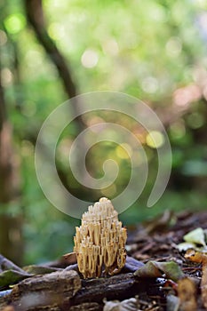 Ramaria aurea in Lobau