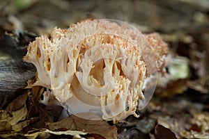 Ramaria botrytis