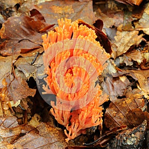 Ramaria botrytis