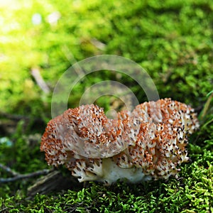 Ramaria botrytis mushroom