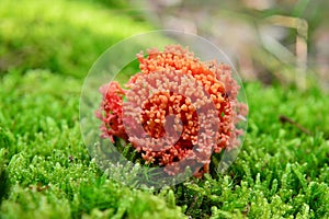 Ramaria botrytis mushroom