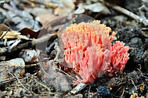 Ramaria botrytis mushroom