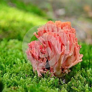 Ramaria botrytis mushroom