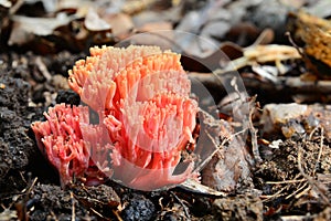 Ramaria botrytis