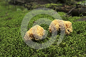 Ramaria botrytis mushroom in the coniferous forest in autumn season surrounded by green moss and forest.