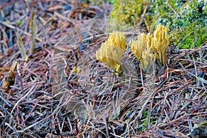 Ramaria botrytoides