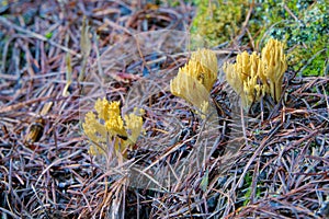 Ramaria botrytoides