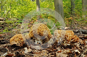 Ramaria flava fungus