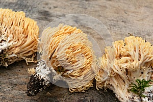 Ramaria flava mushrooms, edible, picked in Europe, though they are easily confused with several mildly poisonous species