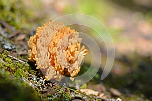 Ramaria formosa mushroom