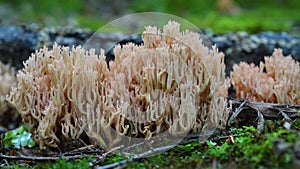 Ramaria formosa mushroom photo