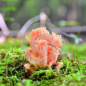 Ramaria formosa mushroom