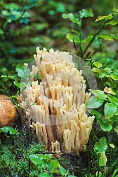 Ramaria formosa mushroom in a nordic forest