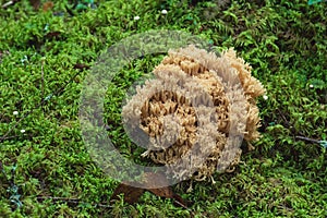 Ramaria formosa mushroom in a nordic forest
