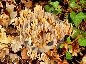 Ramaria stricta photo