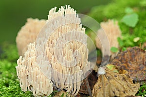 Ramaria stricta photo