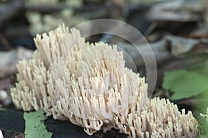 Ramaria stricta