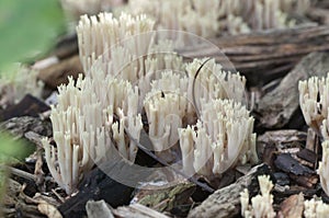 Ramaria stricta