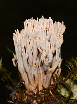 Ramaria suecica coral fungus in nature