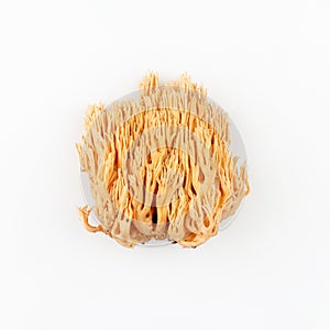 ramaria yellow mushroom on a white background close-up.