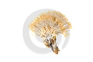 Ramariopsis kunzei white coran mushrooms photo