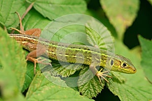 Ramarro, Lacerta viridis photo