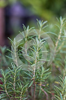 Ramas de Romero, a.k.a. rosemary with fragrant, evergreen, needle-like leaves