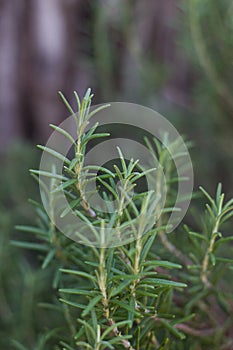 Ramas de Romero medicinal, a.k.a. rosemary branches medicinal