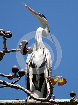 Ramat Gan Gray Crane on a branch 2011