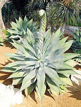 Ramat Gan Park Agave Cactus 2010