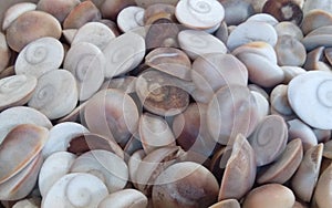 Ramayan or doordarshan logo liks