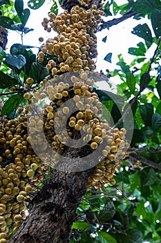 Rambai fruit