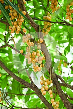 Rambeh fruit hang on the rambeh tree tropical fruit in Thailand, Fresh  ripe Rambi in the summer