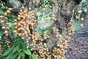 Rambeh fruit on tree
