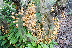 Rambeh fruit on tree