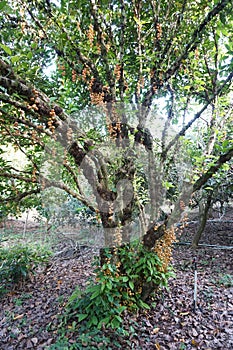 Rambeh fruit on tree