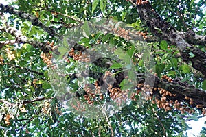 Rambeh fruit on tree
