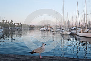 Rambla de mar, port, Barcelona Spain. A Seagull in front of many boats in morning fog