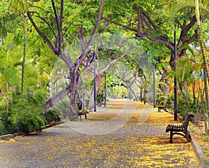 A rambla in Puerto de la Cruz with dense tree cover and petals on the ground