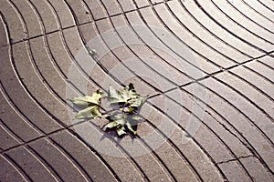 The ramblas, Barcelona