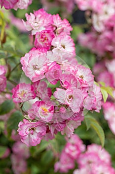 Rambler hybrid tea rose Rosa Child of Friendship, lilac-white flowers