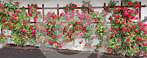 Rambler rose espalier with red roses